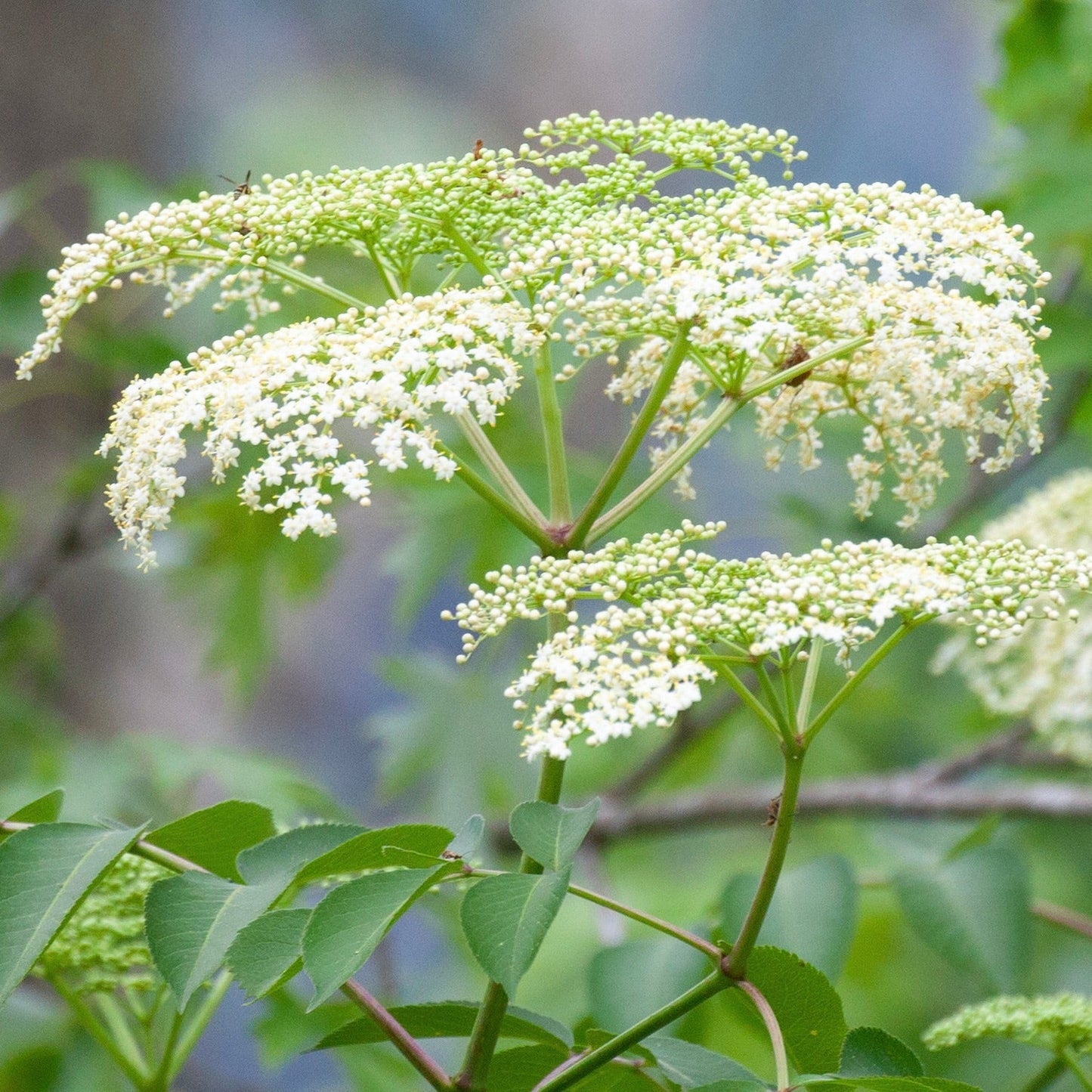 Elderberry, American Black (Sambucus canadensis)