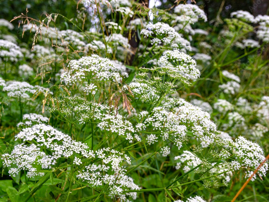 Anise Seed (Pimpinella anisum)