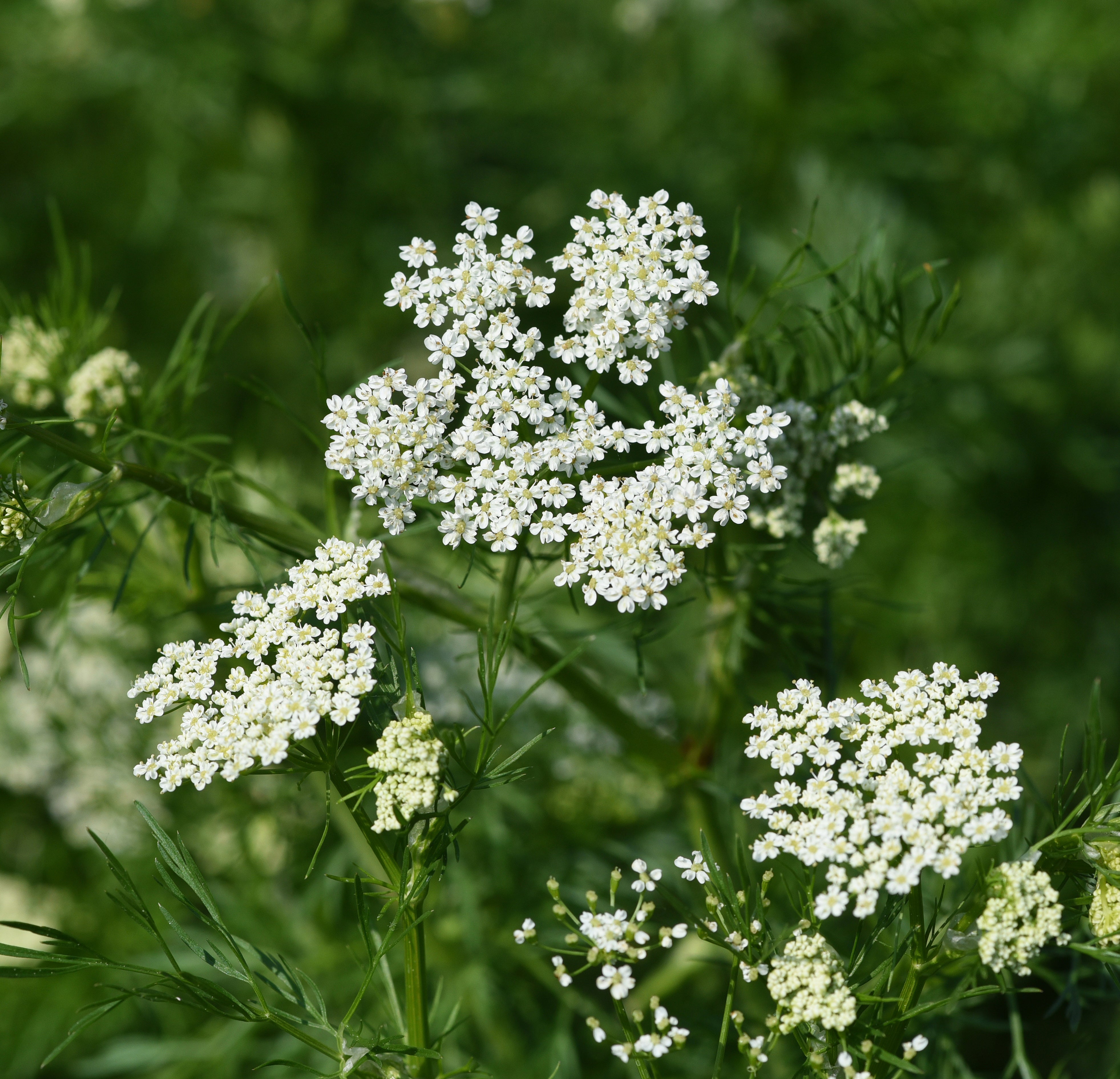 Anise Seed (Pimpinella anisum) – Mother Earth News