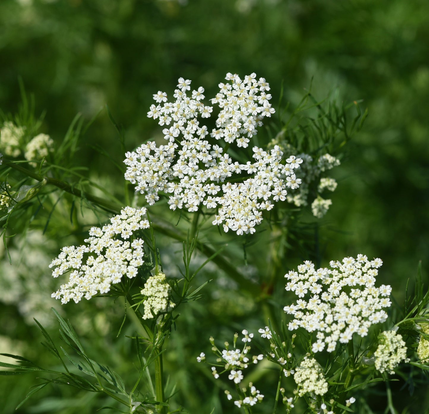 Anise Seed (Pimpinella anisum)