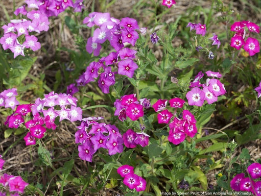 Phlox, Annual (Phlox drummondii)