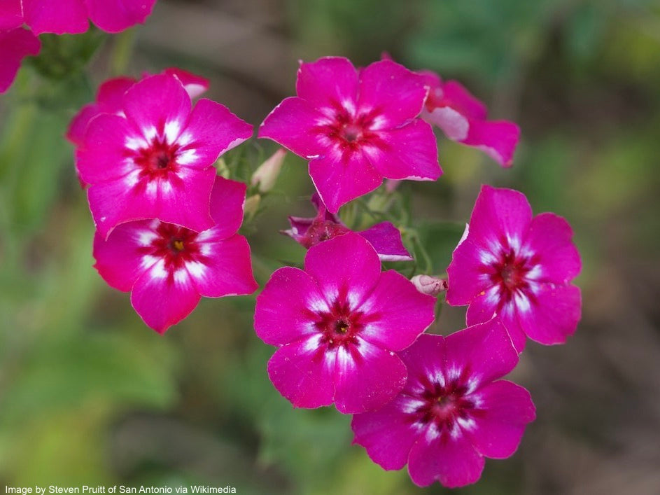 Phlox, Annual (Phlox drummondii)