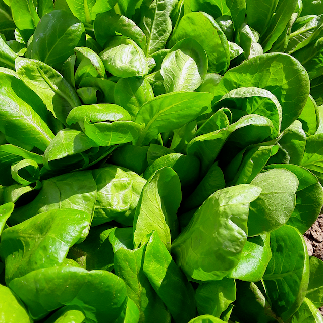 Gourmet Salad Lettuce Mix