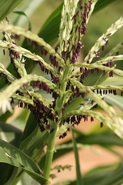 Red Rainbow Corn Landrace