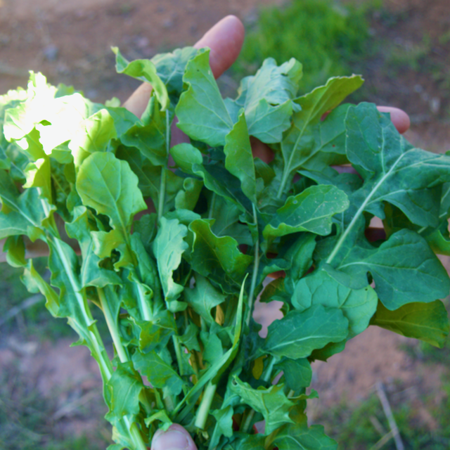 Arugula Landrace