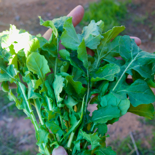 Arugula Landrace