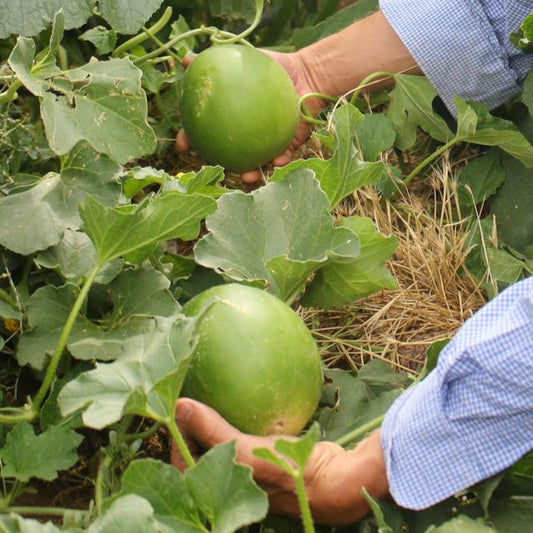 Hopi Titus X Green Nutmeg Cantaloupe