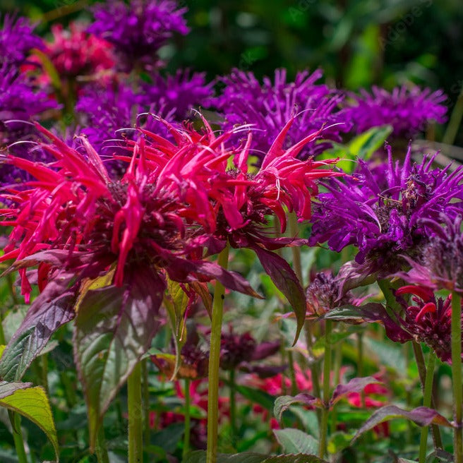 Bee Balm, Wild Mix (monarda Fistulosa) – Mother Earth News