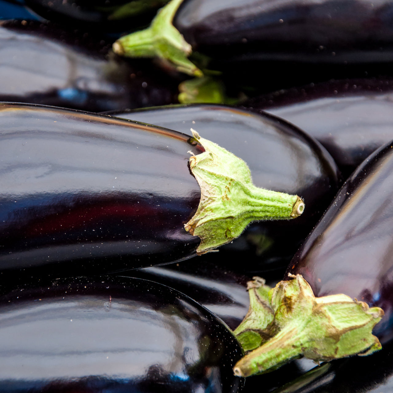 Black Beauty Eggplant