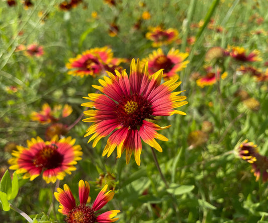 Blanket Flower aka Gaillardia (Gaillardia pulchella)