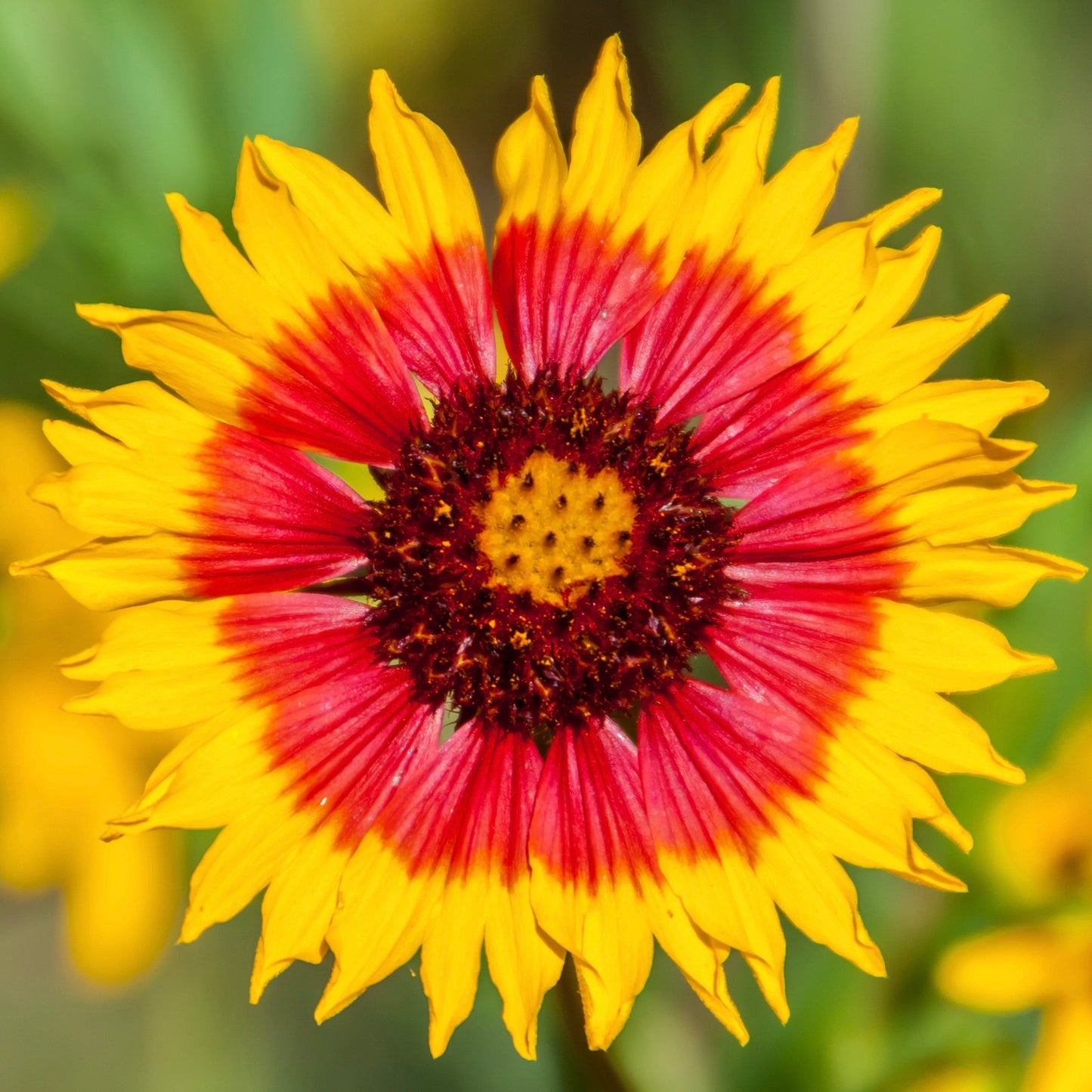 Blanket Flower aka Gaillardia (Gaillardia pulchella)