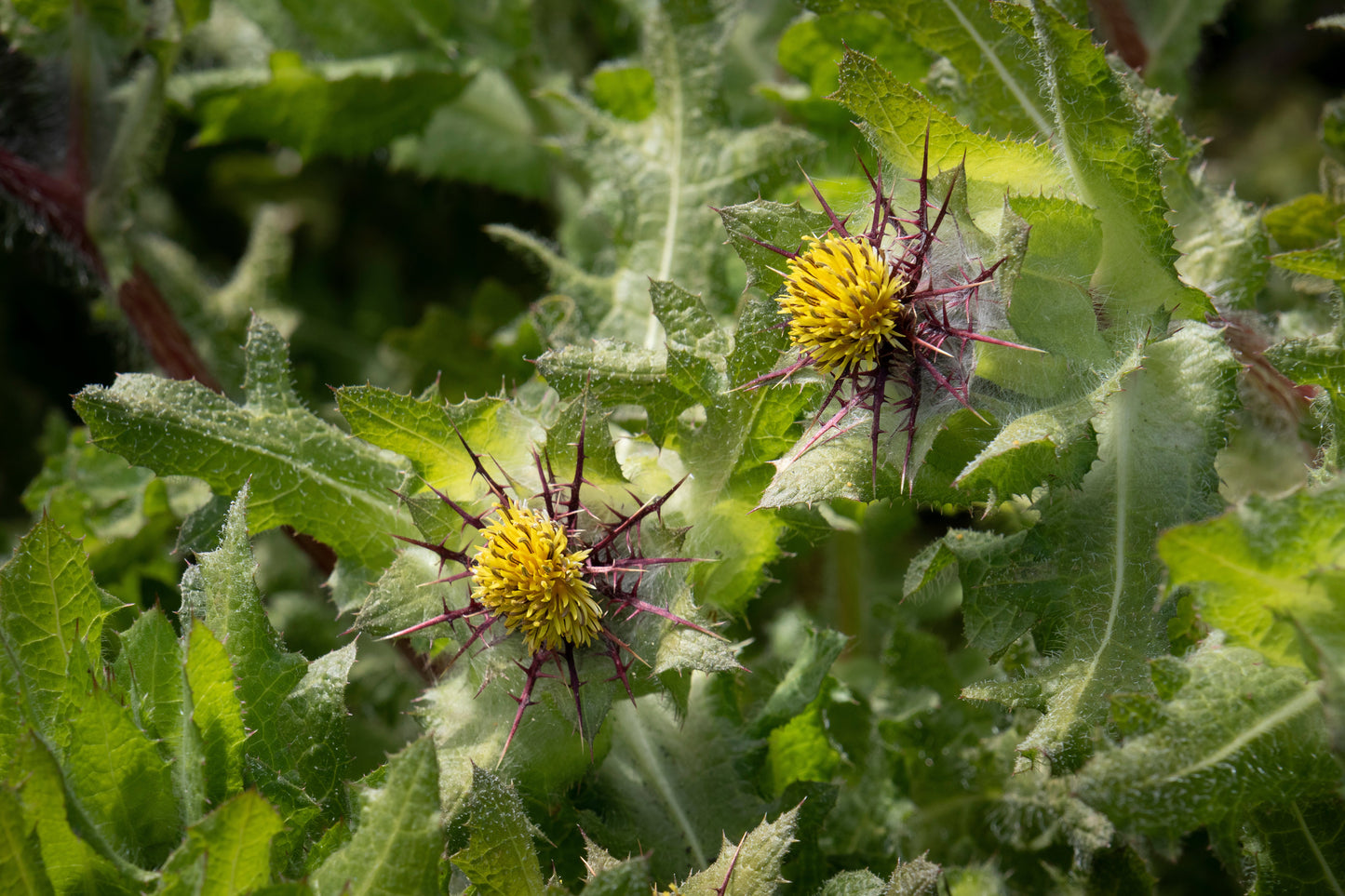 Thistle, Blessed (Cnicus benedictus)