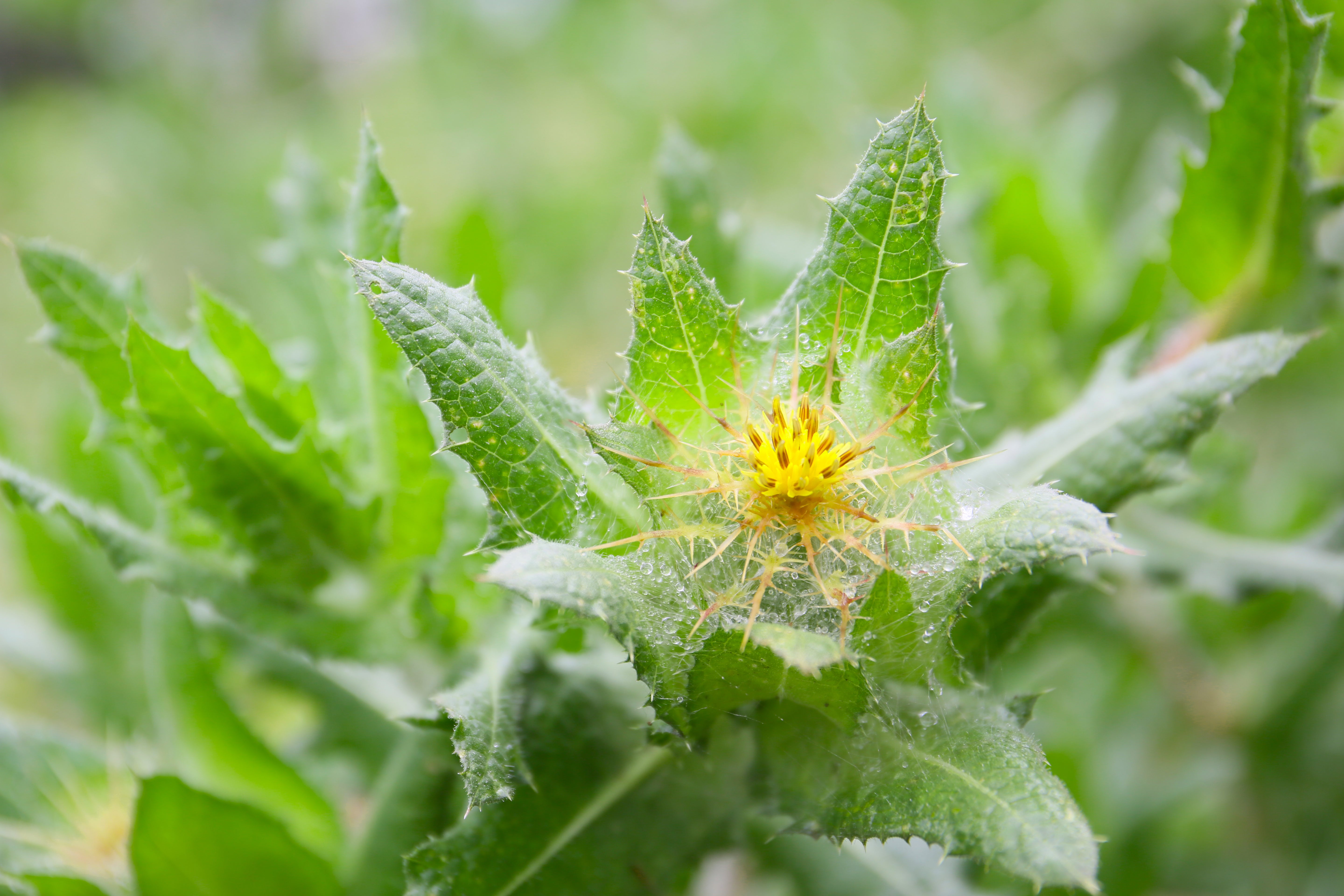 Thistle, Blessed (Cnicus benedictus) – Mother Earth News