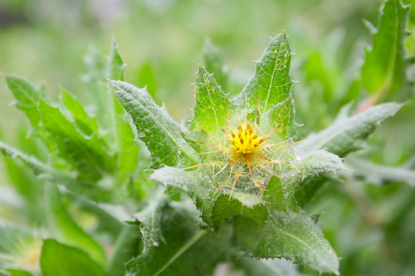 Thistle, Blessed (Cnicus benedictus)
