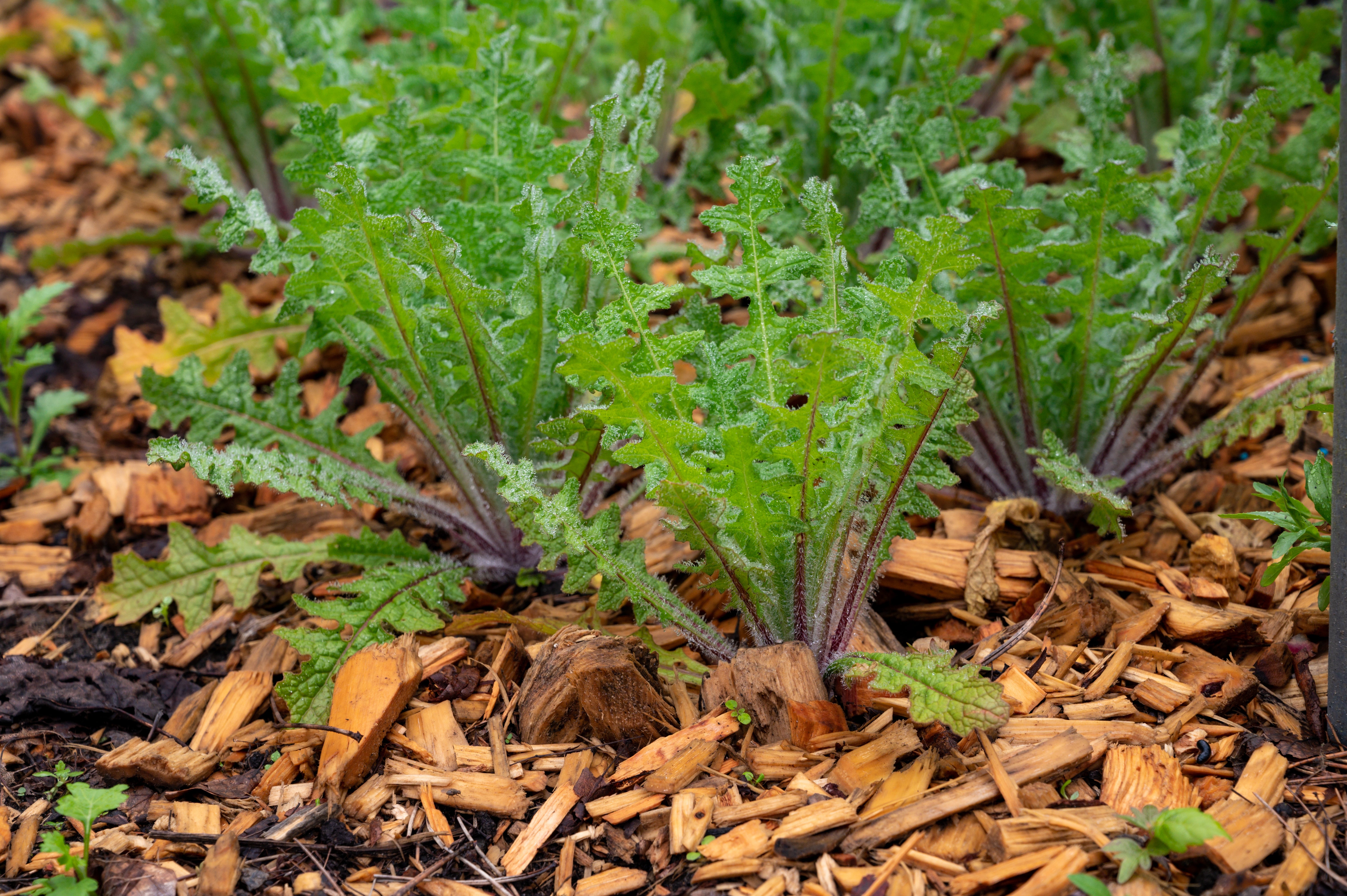 Thistle, Blessed (Cnicus benedictus) – Mother Earth News