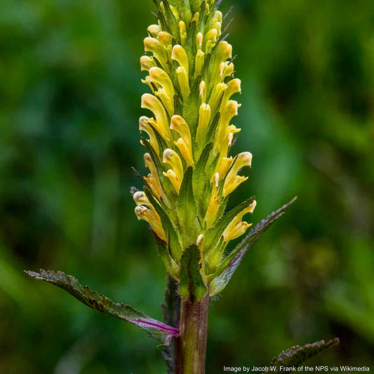 Lousewort, Bracted aka Pedicularis (Pedicularis bracteosa)