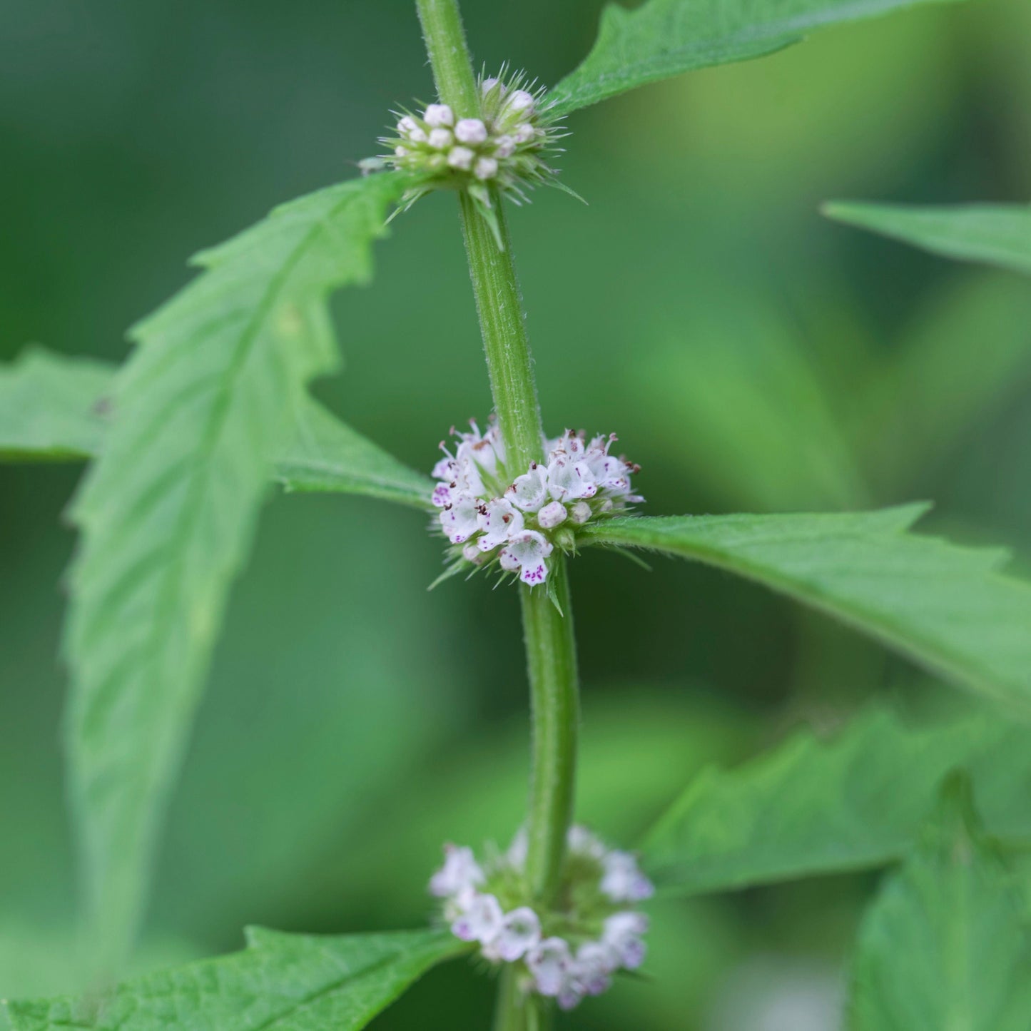 Bugleweed (Lycopus americanus)