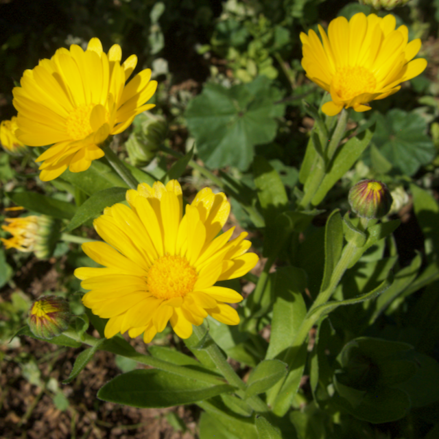 Calendula Mix
