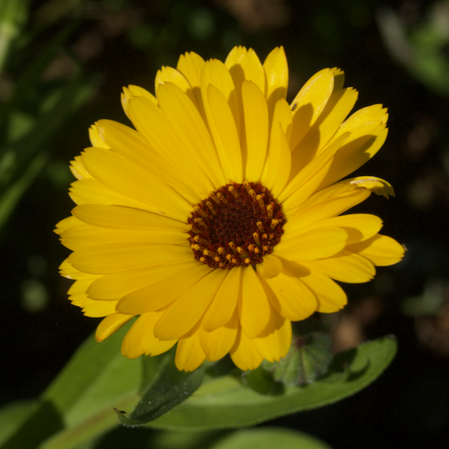 Calendula Mix