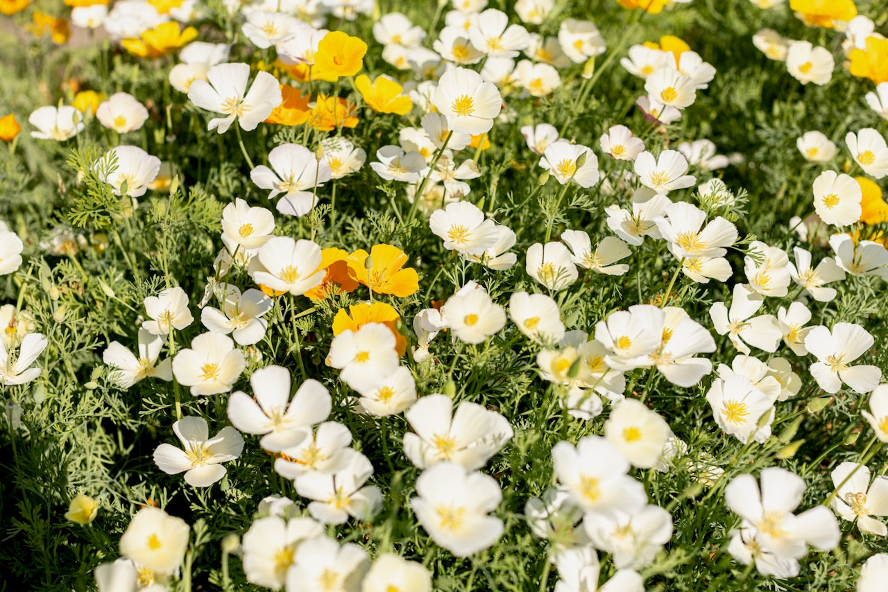 Poppy, California White Linen (Eschscholzia californica)
