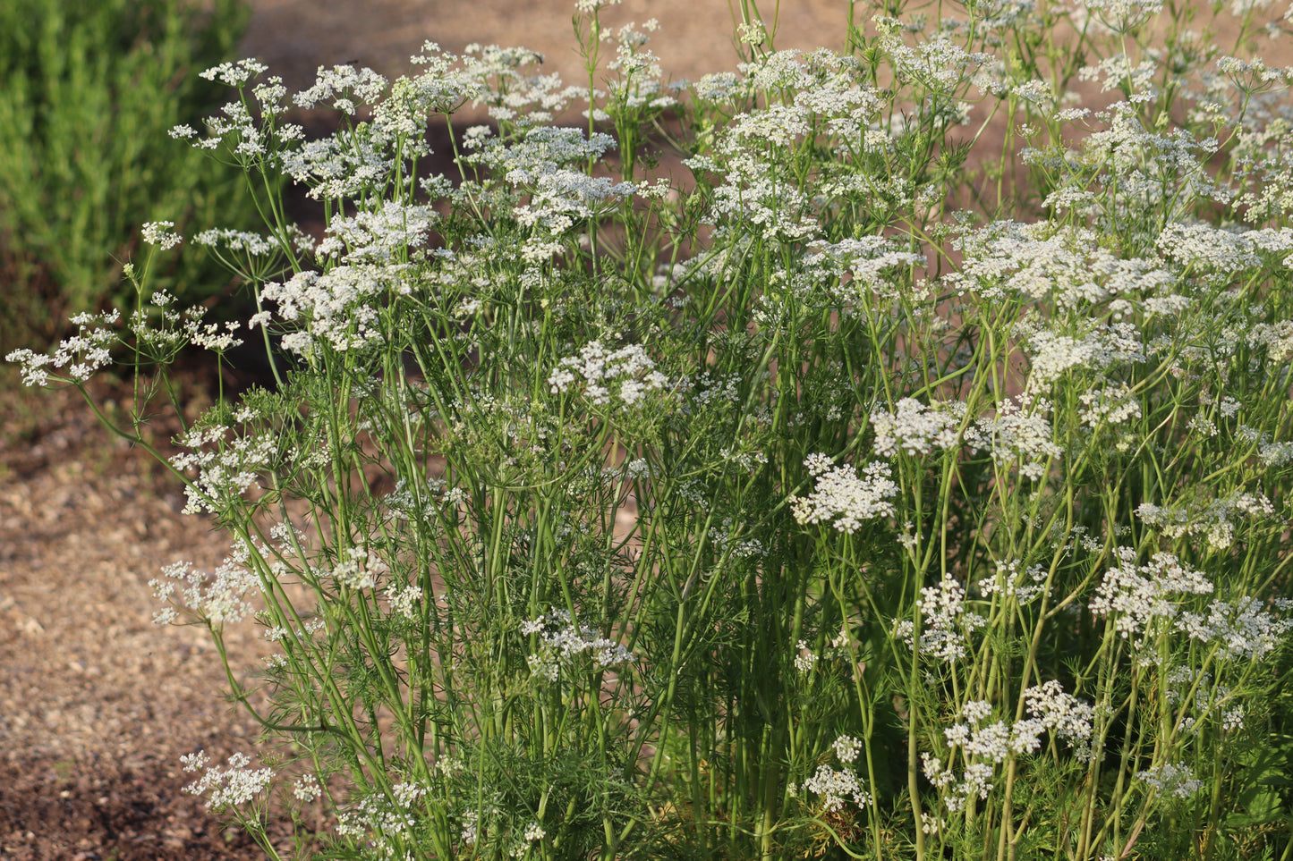Caraway (Carum carvi)