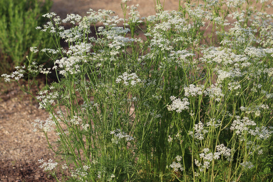 Caraway (Carum carvi)