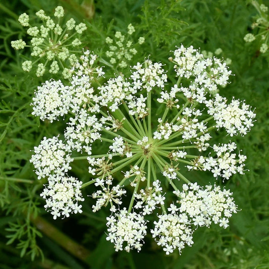 Caraway (Carum carvi)