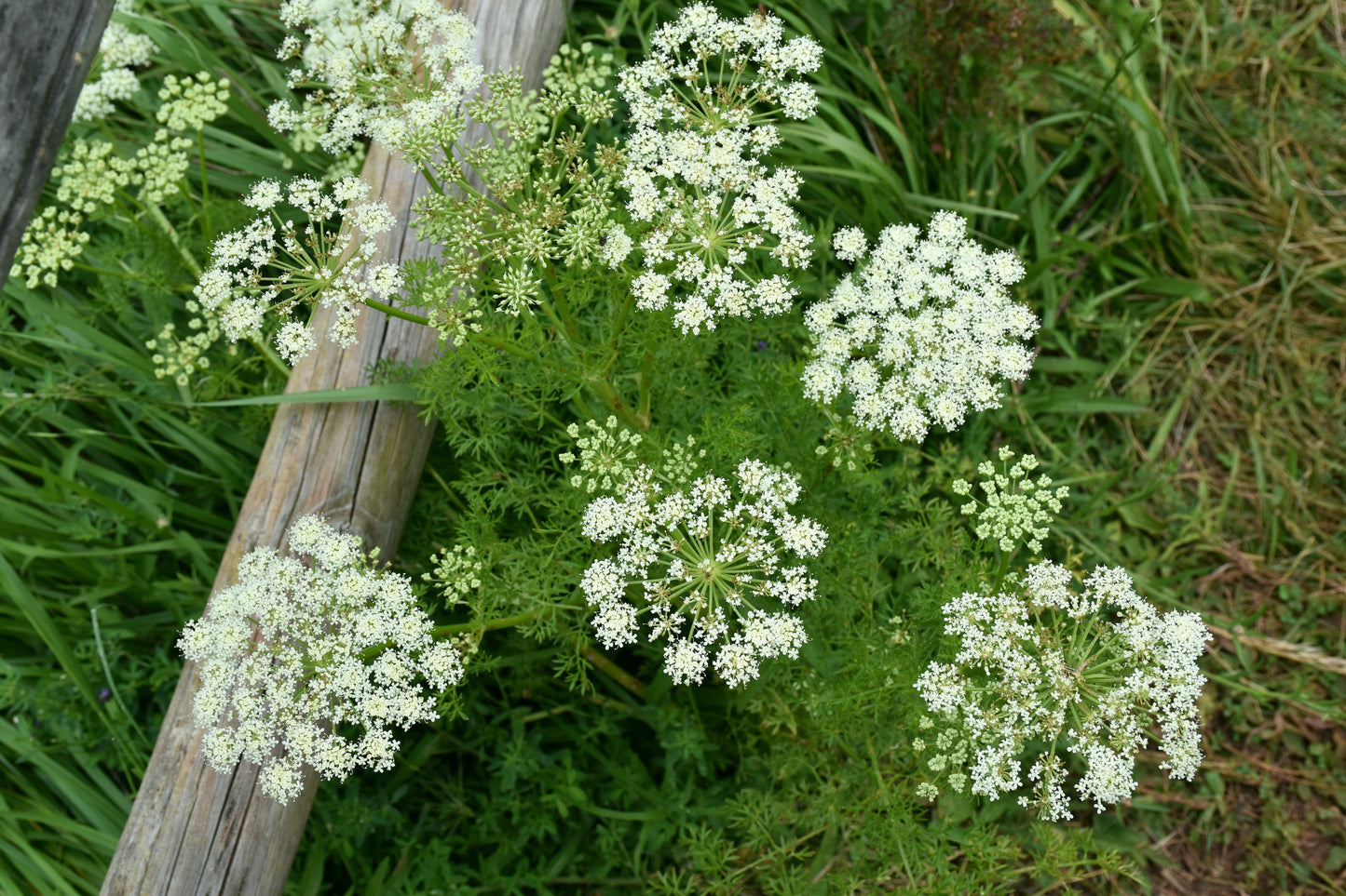 Caraway (Carum carvi)
