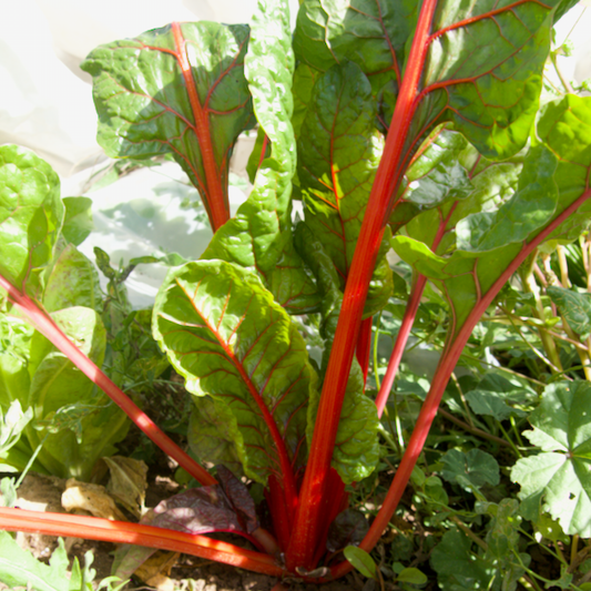 Bright Lights Swiss Chard