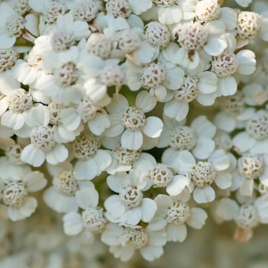 Yarrow, Coastal (Achillea millefolium litoralis)