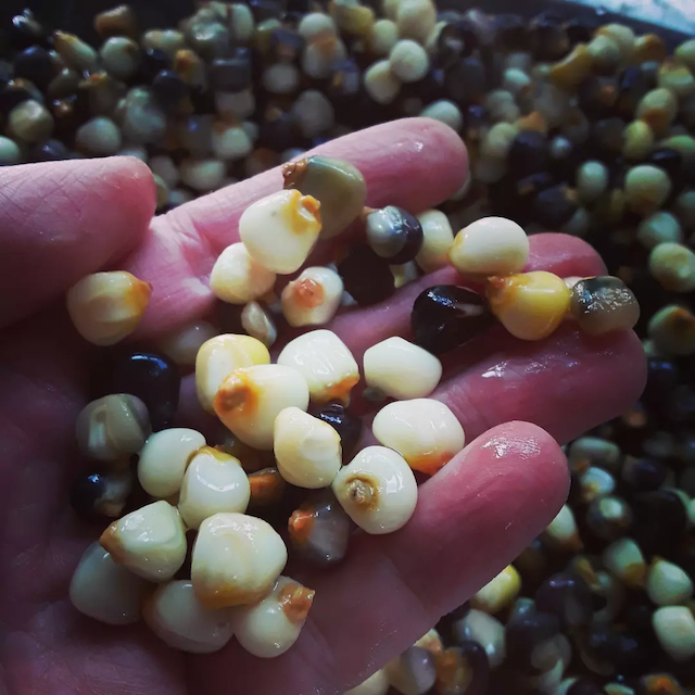 Rainbow Corn Landrace