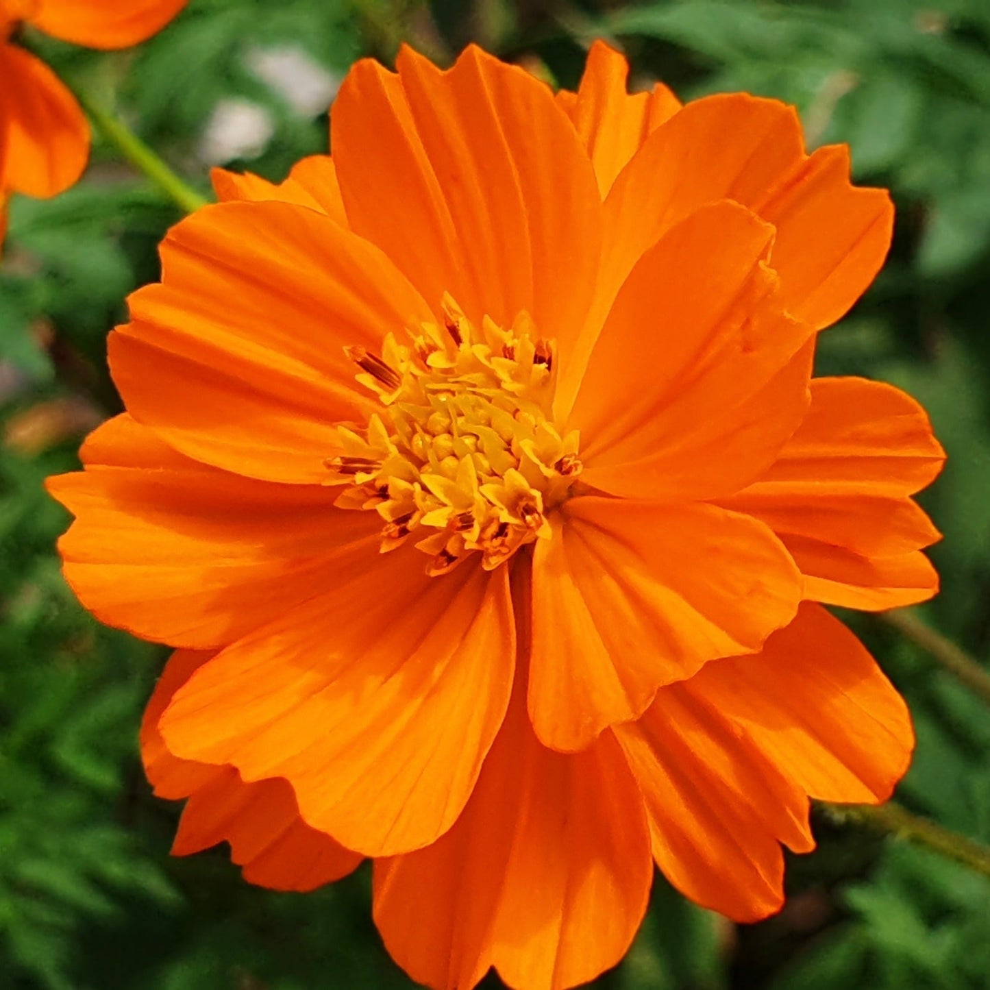 Cosmos, Orange (Cosmos sulphureus)