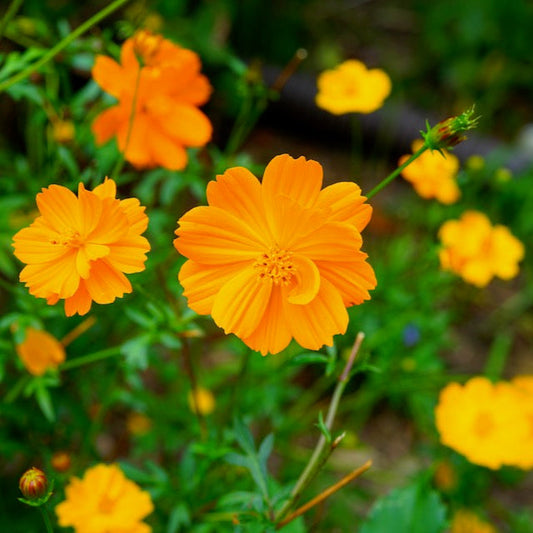 Cosmos, Orange (Cosmos sulphureus)