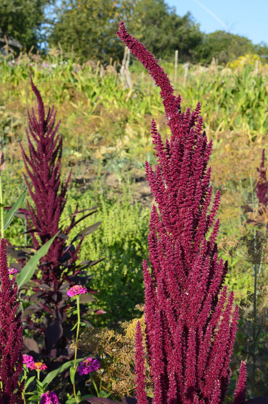 Amaranth, Culinary Mix (Amaranthus cruentus)
