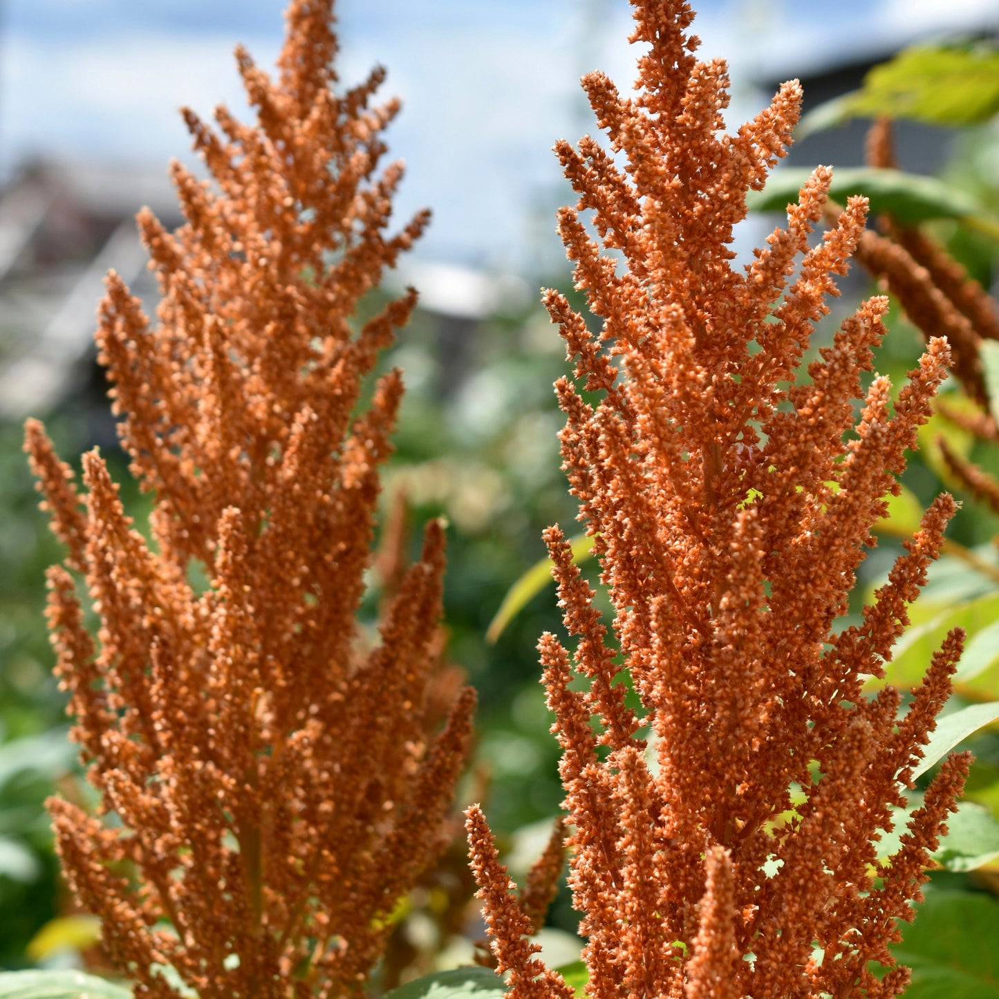 Amaranth, Culinary Mix (Amaranthus cruentus)