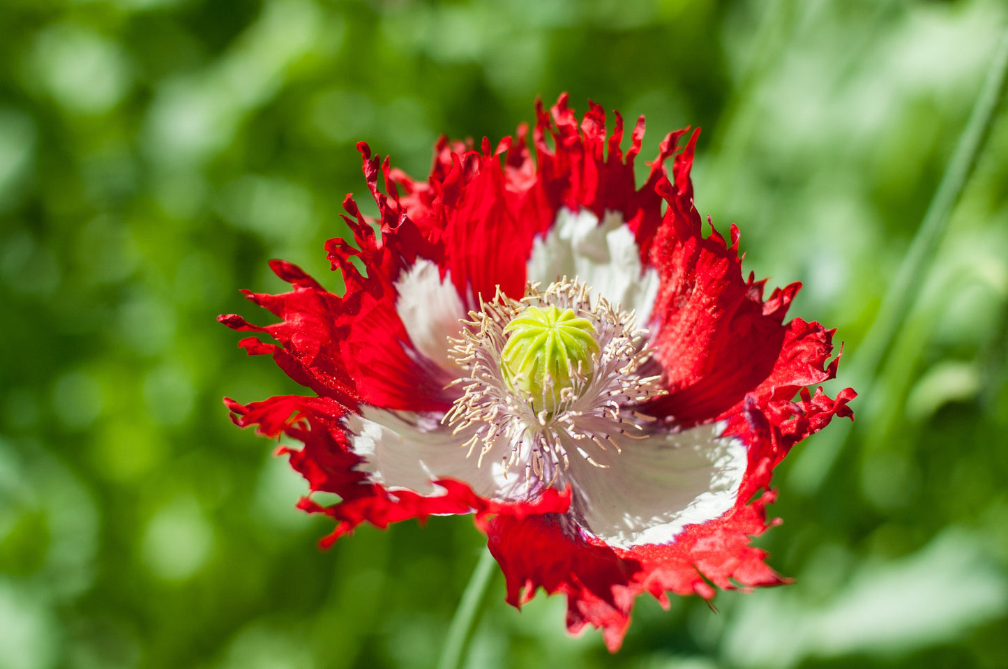 Poppy, Danish Flag (Papaver somniferum)