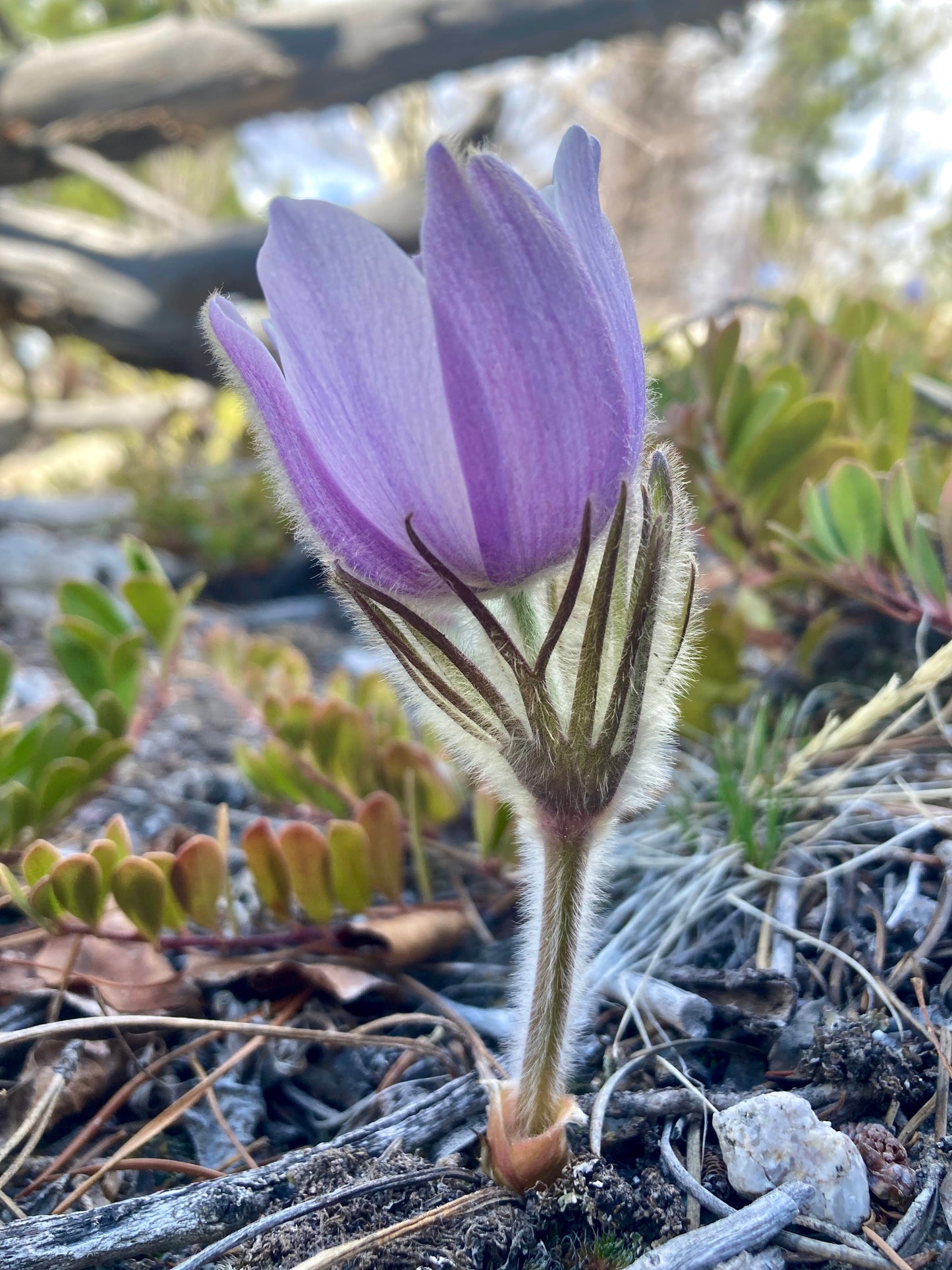 Pasque Flower, American aka Pulsatilla (Pulsatilla patens)