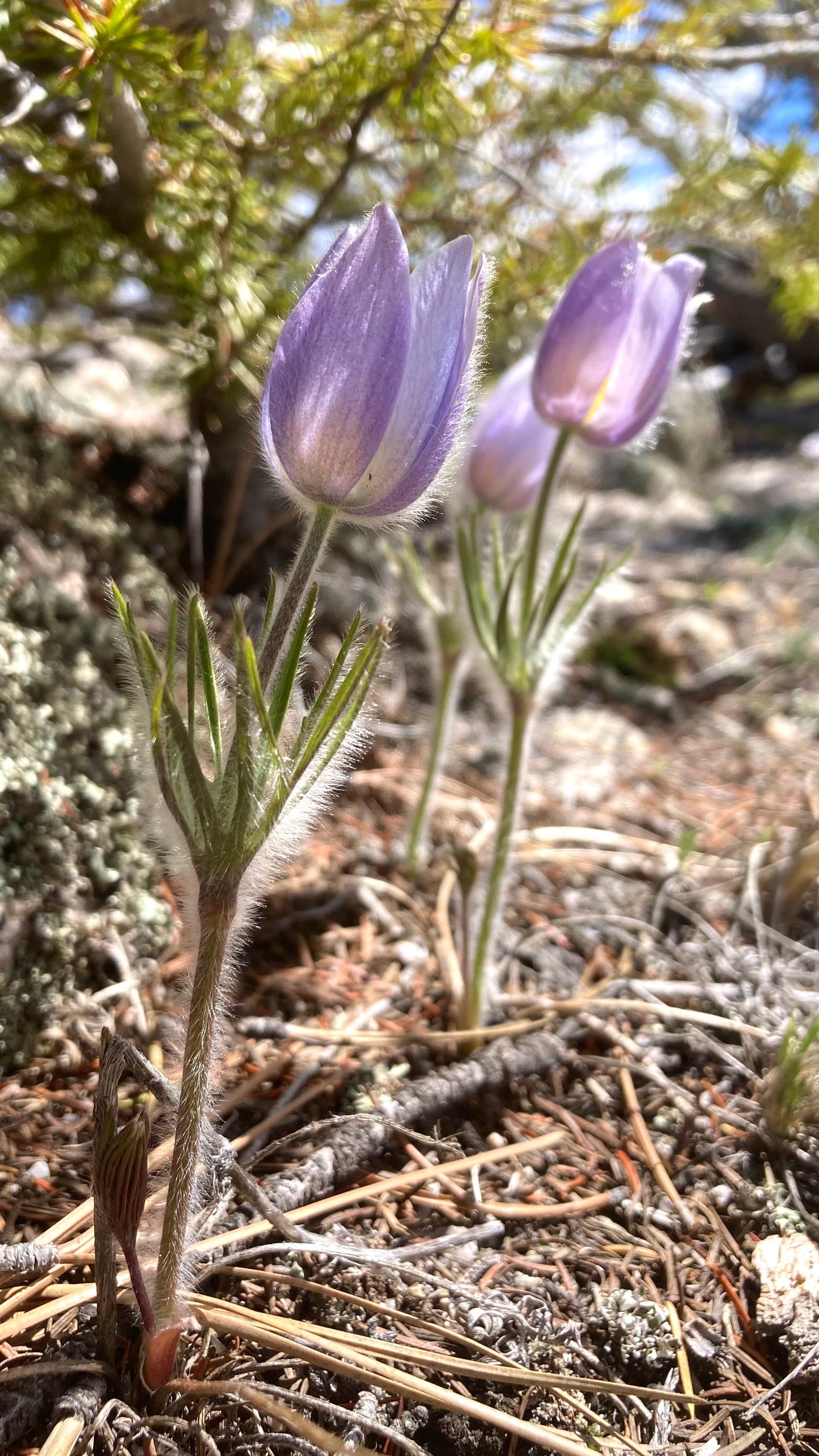 Pasque Flower, American aka Pulsatilla (Pulsatilla patens)