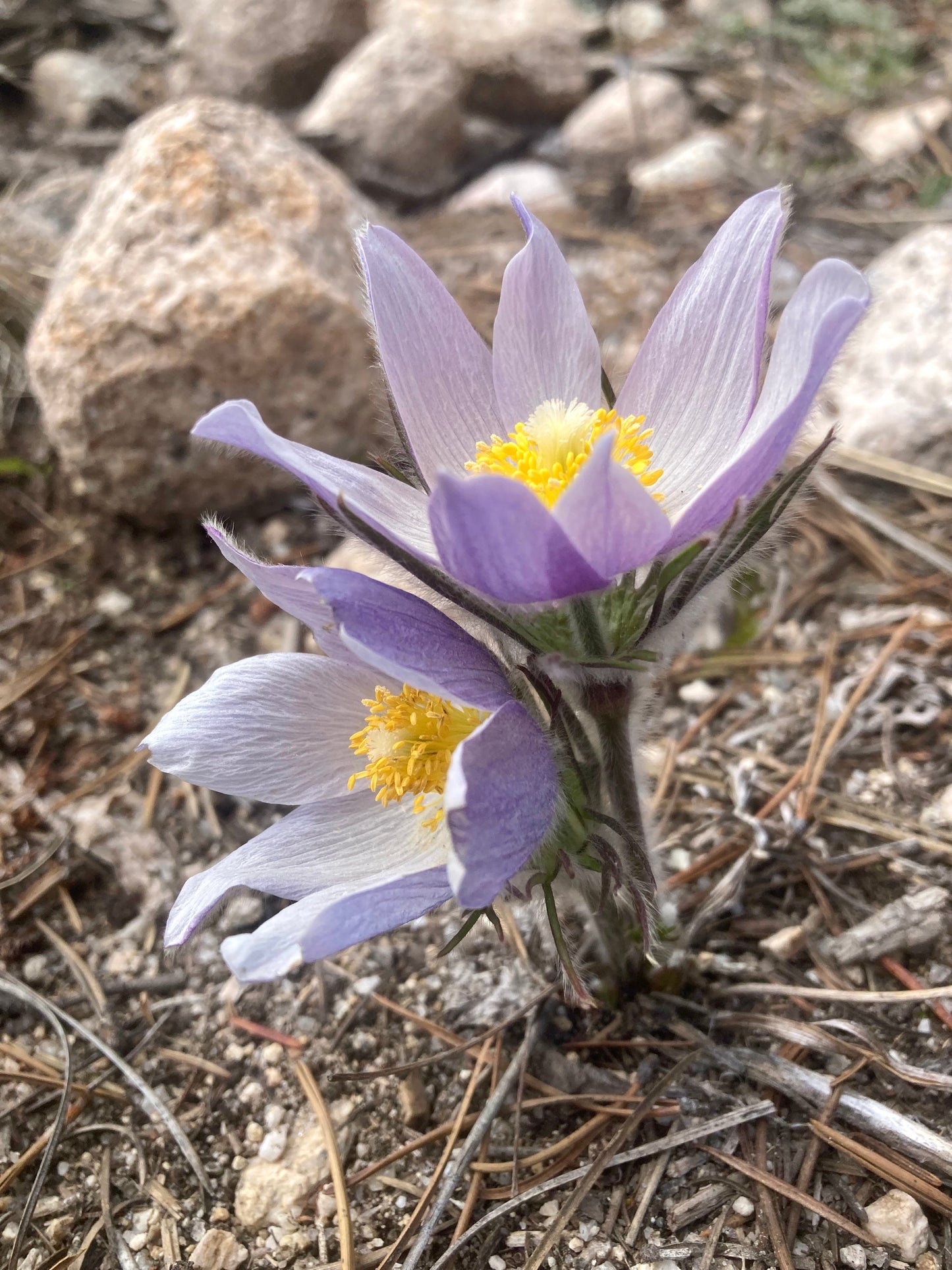 Pasque Flower, American aka Pulsatilla (Pulsatilla patens)