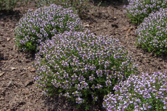 Thyme, English (Thymus vulgaris)