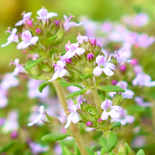 Thyme, English (Thymus vulgaris)
