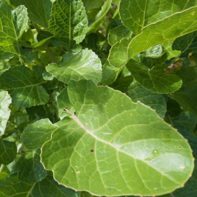 Ethiopian Kale