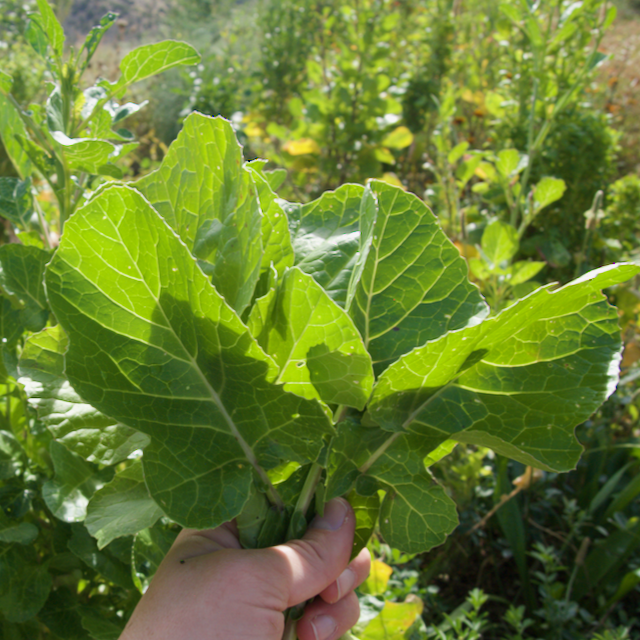 Ethiopian Kale
