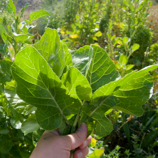 Ethiopian Kale