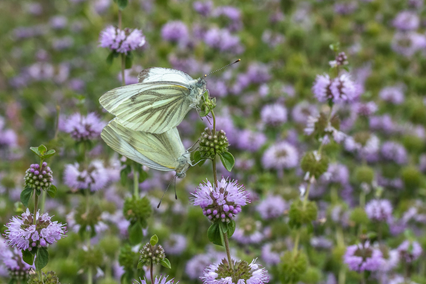 Pennyroyal, European (Mentha pulegium)