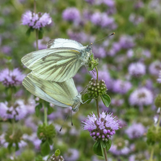 Pennyroyal, European (Mentha pulegium)