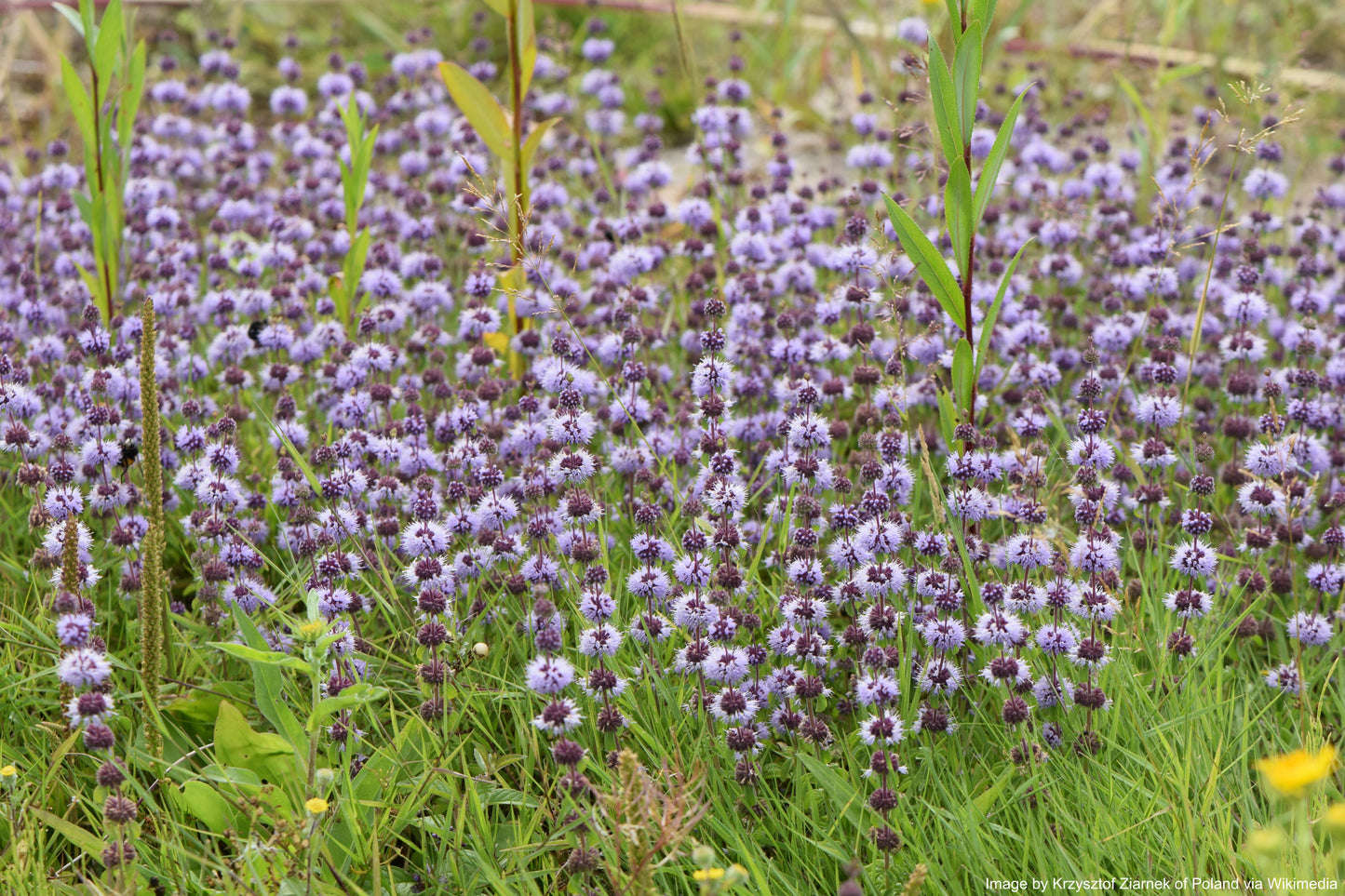 Pennyroyal, European (Mentha pulegium)