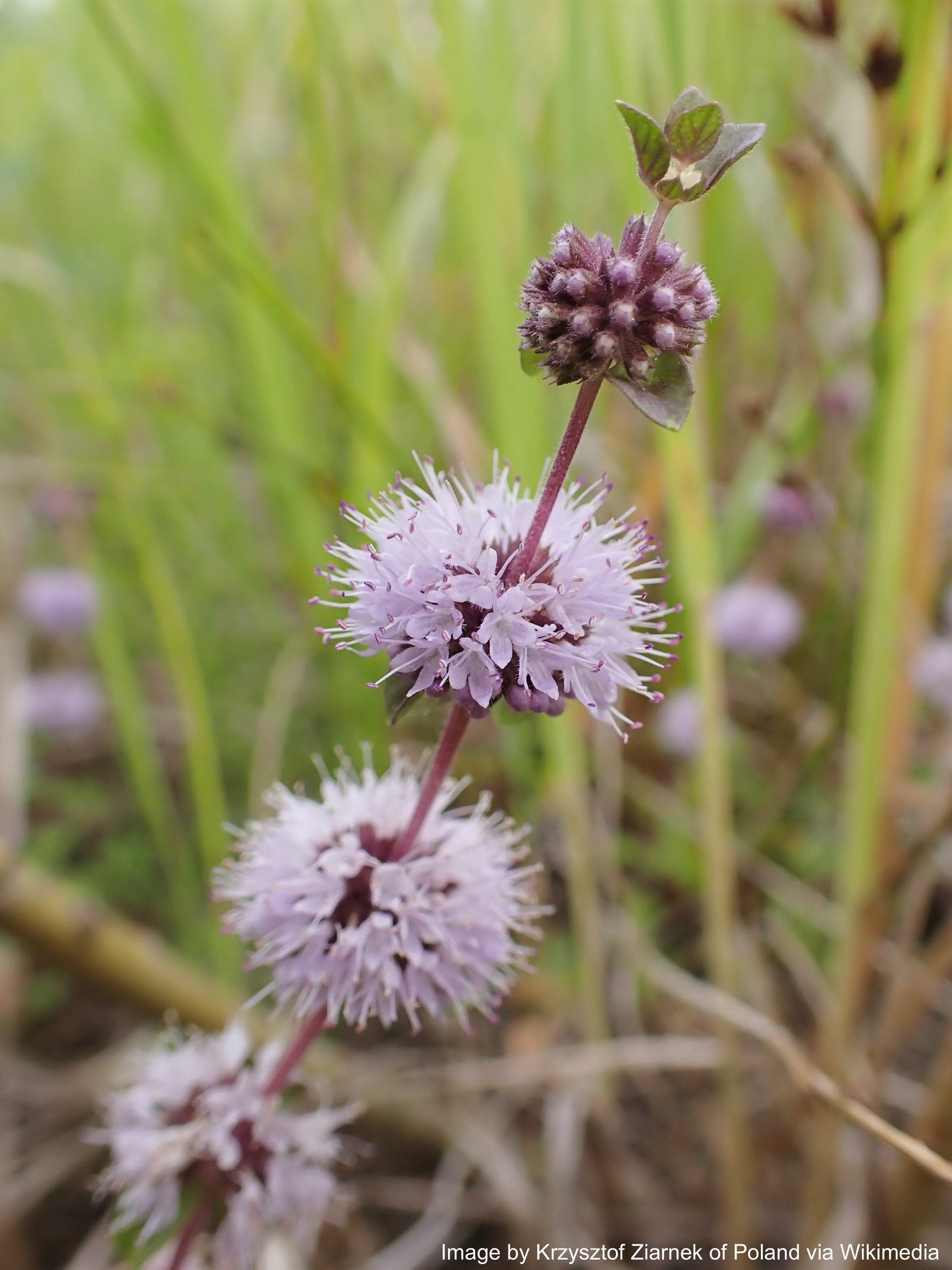 Pennyroyal, European (Mentha pulegium)