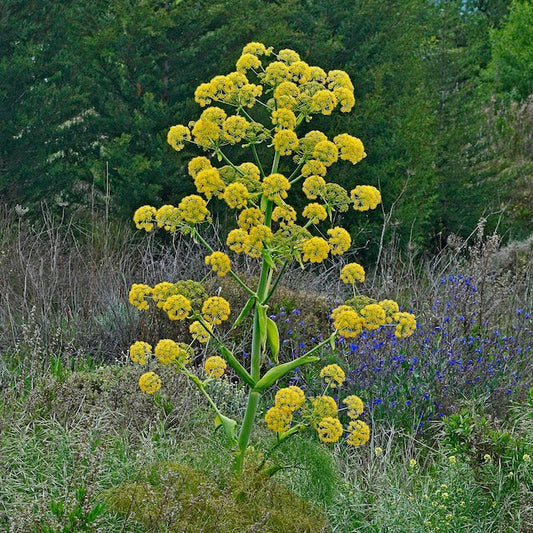 Fennel, Giant (Ferula communis)