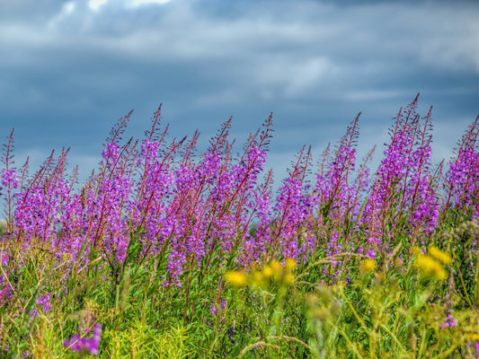 Fireweed (Epilobium angustifolium)